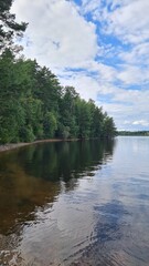 Grown Trees on a riverbank