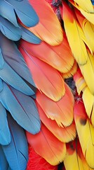 Obraz premium macaw feathers, Plumas de guacamayo 