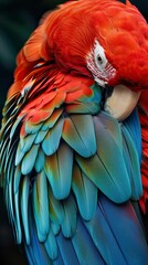 Obraz premium Macaw taking care of its plumage, Guacamayo cuidando su plumaje, 