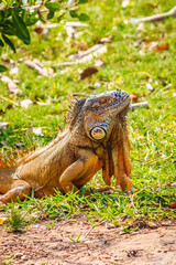 Green iguana in Laguna del Carpintero in Tampico Tamaulipas