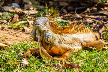 Green iguana in Laguna del Carpintero in Tampico Tamaulipas