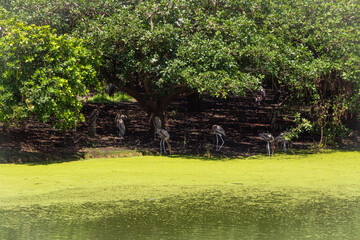 Gregarious Painted stork bird. Large painted stork with white, black and rose feather, long colorful beak, breading colonially, hunting cooperatively. Clicked at Vedanthangal birds sanctuary, Tamilnad