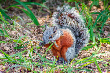 Mexican Gray Squirrel Sciurus aureogaster in Tampico Tamaulipas