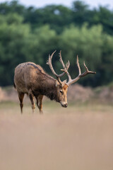 Naklejka premium A male elk standing on ground, low angle view