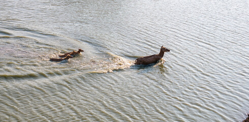 A herd of elk run in the water.