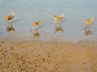 Four elk standing in the shallows.