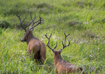 Two elk walking in grass
