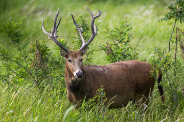 Fototapeta premium A wild bull elk stands in the grass.