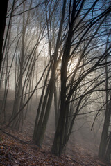 A misty deciduous forest. Tree trunks are shrouded in the fog.