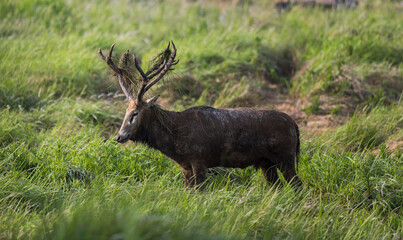 A wild bull elk stands in the grass.