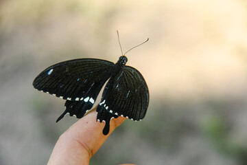 A skipper butterfly perched on the hand of a Southeast Asian man