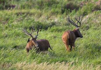 Two wild elk on guard.