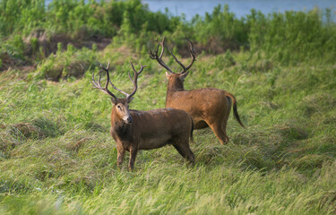 Two wild elk on guard.