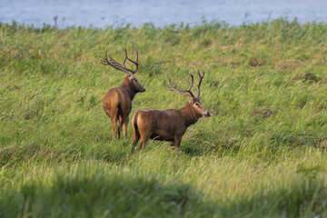 Two wild elk on guard.