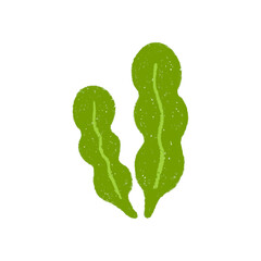 手描きの海藻のイラスト