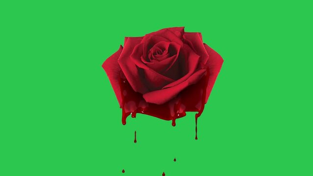 Rose Bleed In Green Background