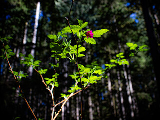 Flower in the woods