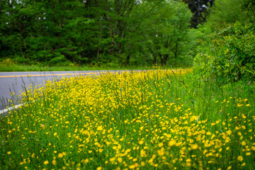 Obraz premium Wild Flowers grow next to a road