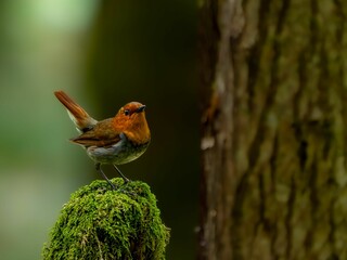 森の中で苔の生えた枯れ木に留まっているコマドリの雄