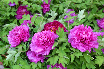 China,  Luoyang, China Luoyang Peony Cultural Festival , pink peonies blooming
