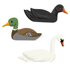 vector drawing white swan, duck and swamp chicken,wild water birds isolated at white background, hand drawn illustration