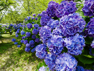紫色の紫陽花の花　梅雨　香川県の紫雲出山