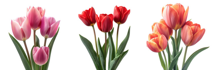 Fototapeta premium Bunches of tulips, pink, red, and orange, isolated on a black background.