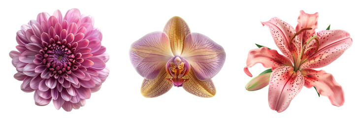 Isolated pink flowers: dahlia, orchid, and lily.