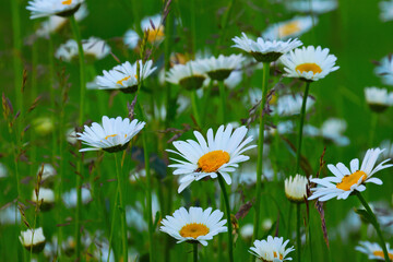 daisies in a meadow