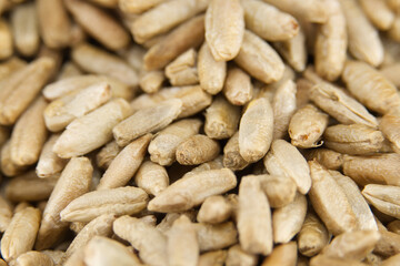 Closeup of rye grains and stalk for natural food and agriculture background