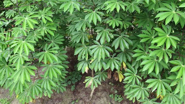 Green cassava tree plants close together on clay, closeup, rural countryside