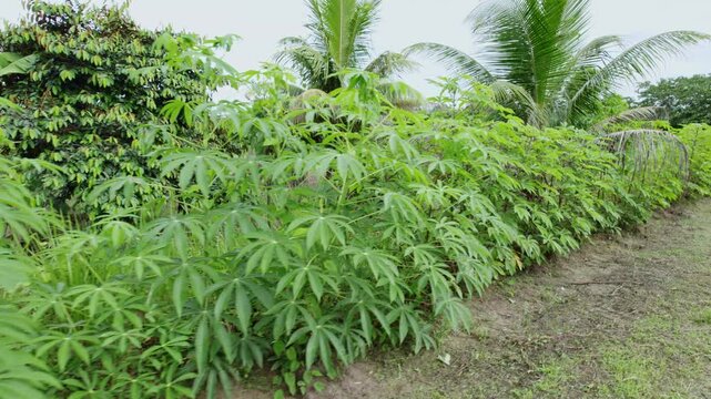 Green cassava tree plants close together on clay, alongside a dirt road, rural countryside