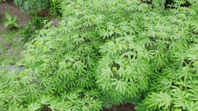 Green cassava tree plant leaves close together on clay, view from top, rural countryside