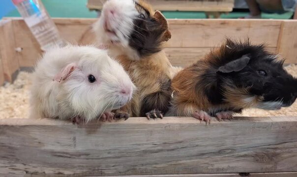 Three lively guinea pigs scurry about, eagerly anticipating their meal from the zookeeper.