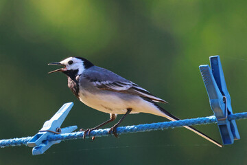 bird on a fence