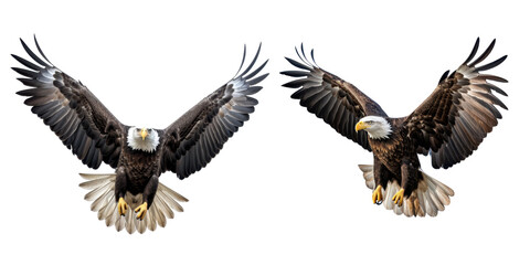 Obraz premium bald eagle isolated on a transparent background