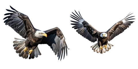 Naklejka premium bald eagle isolated on a transparent background