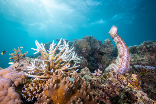 Sea cucumber on coral reef in Fiji - Scuba diving in the Yasawa Islands