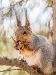 The squirrel with nut sits on a branches in the spring or summer.