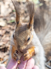 A squirrel in the spring or autumn eats nuts from a human hand. Eurasian red squirrel, Sciurus vulgaris