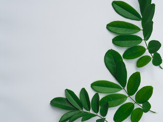 Fresh green leaves on white paper surface for minimal style copy space.    