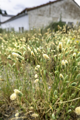 Obraz premium Yellow flower in the field