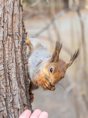 Squirrel eats a nut while sitting upside down on a tree trunk