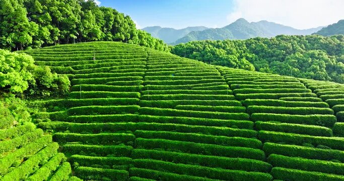 Aerial view of green tea plantation and forest with mountain nature landscape in Hangzhou, China. Beautiful mountain tea garden landscape in spring.