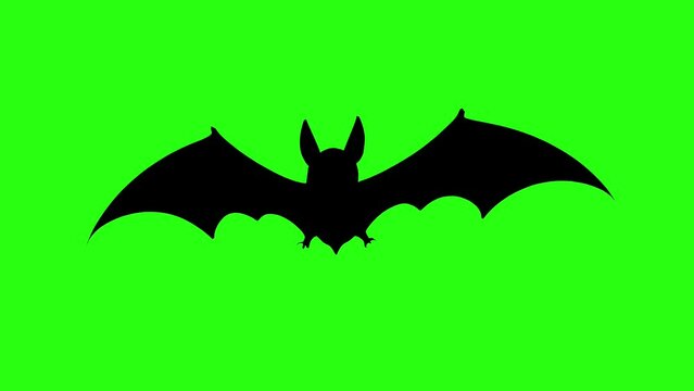 Bat flying animation green screen loop
