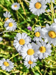 Fototapeta premium Chamomile flowers in a meadow on a sunny day