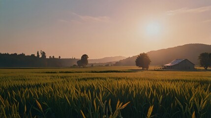 landscape of beauty wheat field with sunshine
