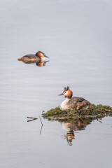 Great Crested Grebe, Podiceps cristatus, water bird sitting on the nest, nesting time on the green lake