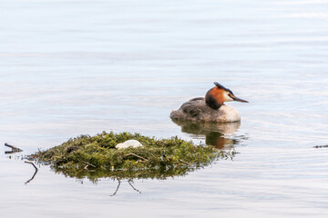 The waterfowl bird Great Crested Grebe swimming in the lake near its nest with eggs