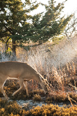 Deer in beach dunes during golden hour
